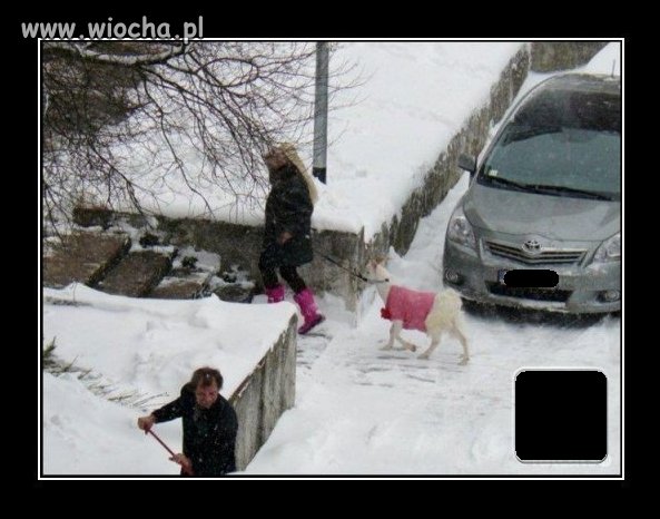 Moda na pieski przeszła