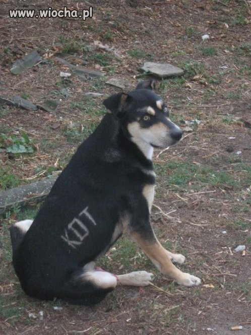 Ofiara