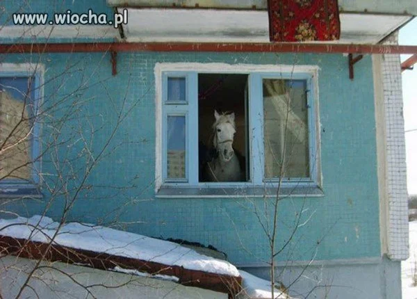 Panienka z okienka.