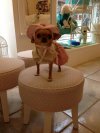 Wiocha dla właściciela