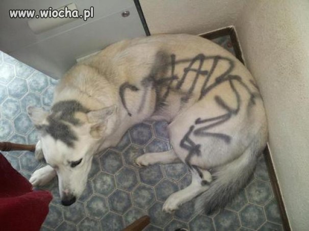 Pomalował psa sprayem