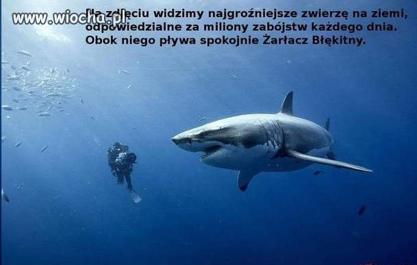 Najgroźniejsze zwierzęta