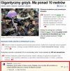 Jak tego grzyba się pozbyć?