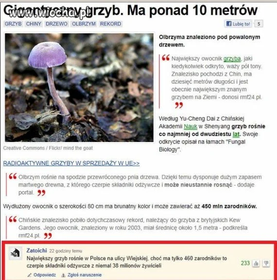 Jak tego grzyba się pozbyć?