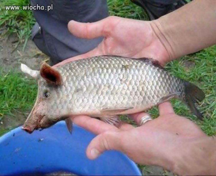 ŚWINIORYB