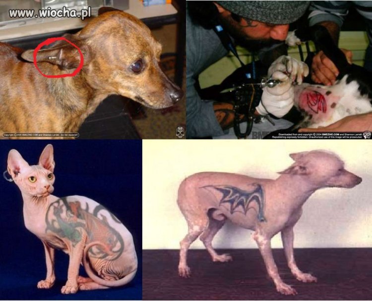 Tatuowanie i kolczykowanie zwierząt dla szpanu