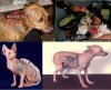 Tatuowanie i kolczykowanie zwierząt dla szpanu
