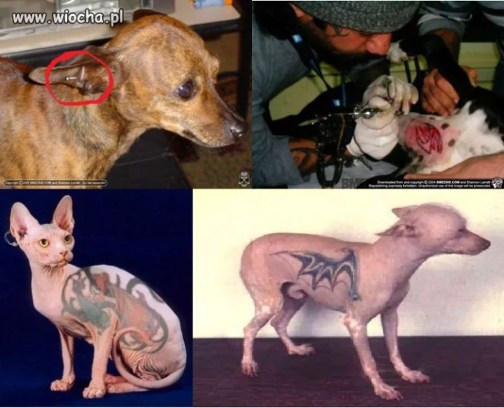 Tatuowanie i kolczykowanie zwierząt dla szpanu