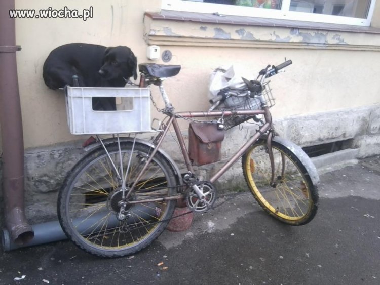 W Polsce nawet menele mają alarm.