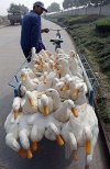 Ile można przetransportować jednorazowo?