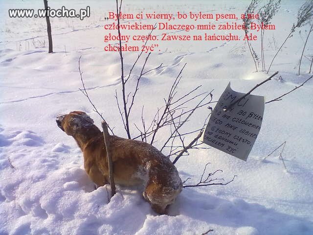 Tego psa znaleziono koło Węgielsztyna,