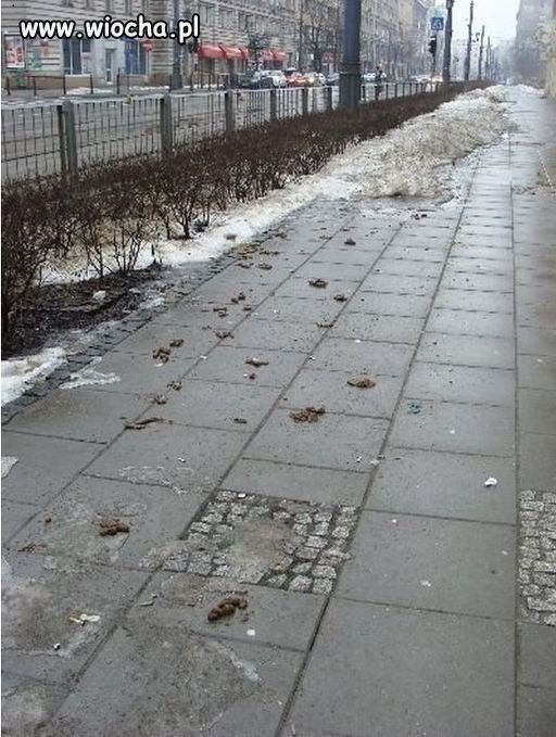 Sprzątanie po swoim psie nie boli...