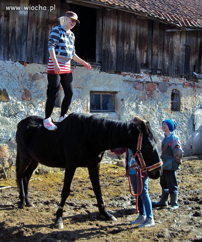 Biedny koń...
