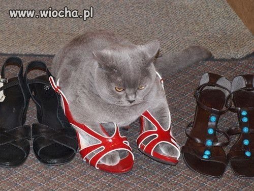 Bajkowy: "Kot w butach"