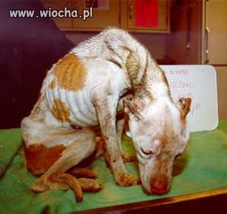 Właściciel tego psa jest gorszy od zwierzęcia!