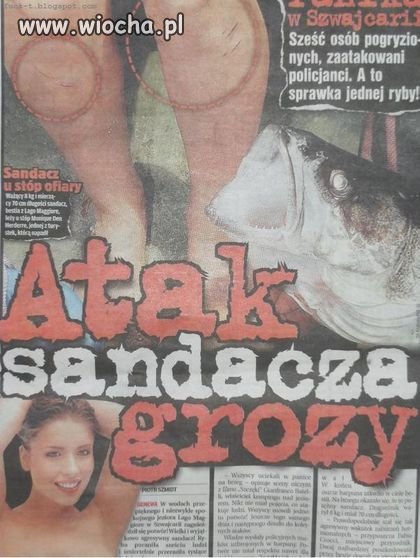 Atak sandacza grozy