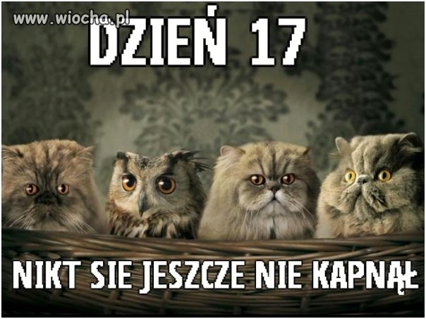 Dzień 17