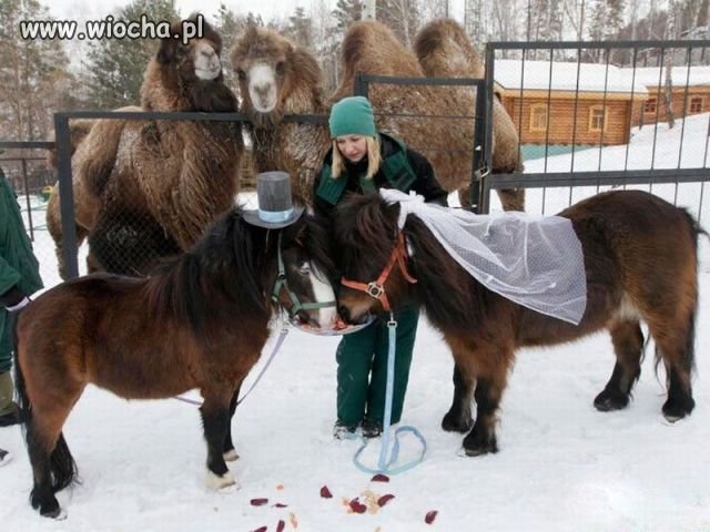 To złamasy