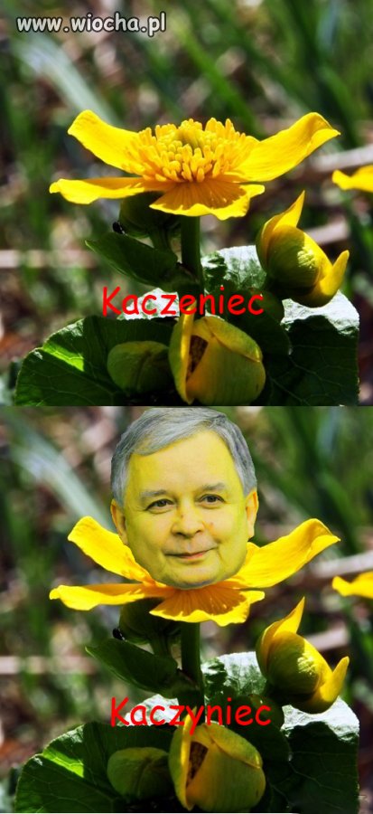 Kwitnący kaczyniec 