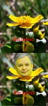 Kwitnący kaczyniec 