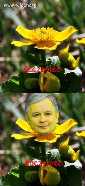 Kwitnący kaczyniec 