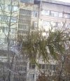 Po co wynosić choinkę do śmietnika