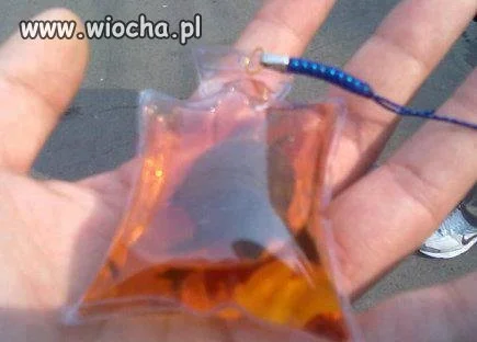 Pamiątki w Chinach... żywy żółw umierający przez