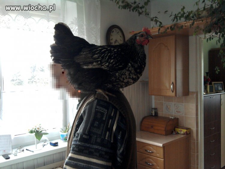 Moja nowa papuga
