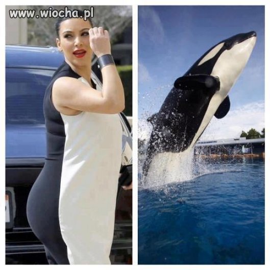 Uwolnić orkę 