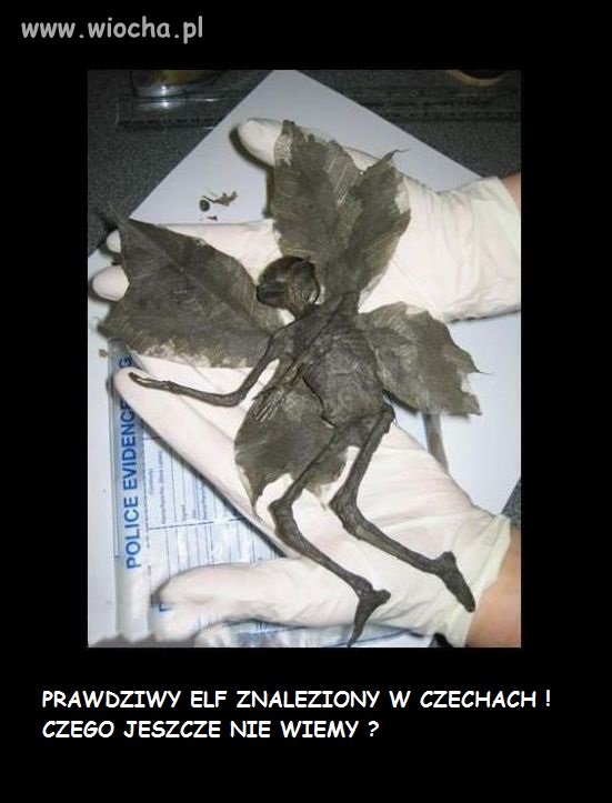 PRAWDZIWY ELF ZNALEZIONY W CZECHACH !