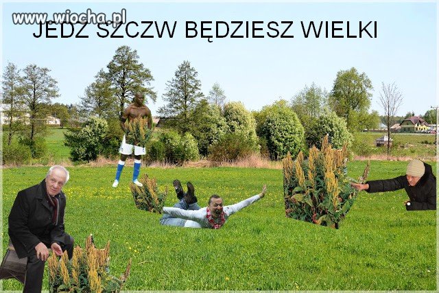 Szczaw to same witaminy 