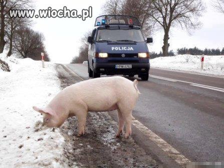 Celebrytka która ośmieszyła Polską Policję.