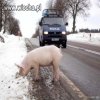 Celebrytka która ośmieszyła Polską Policję.