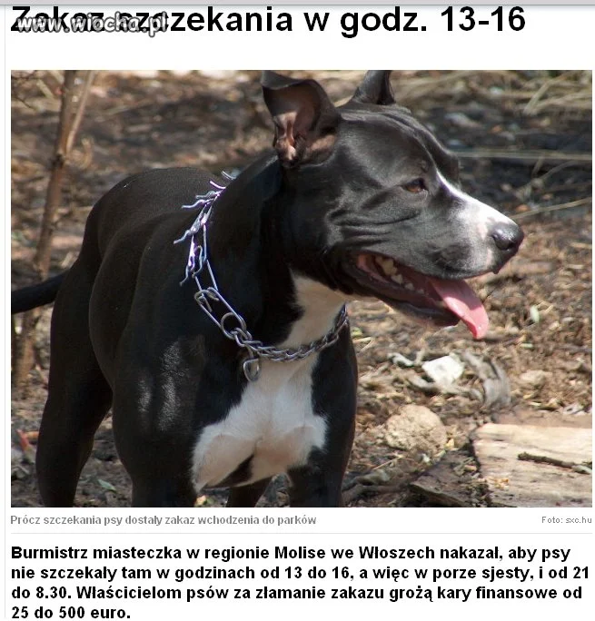Zakaz szczekania
