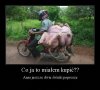 Transport 