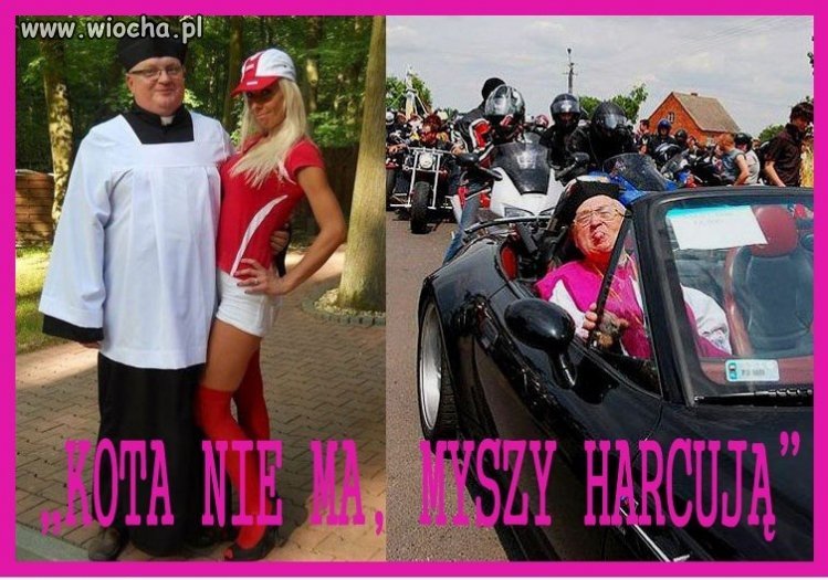 Kota nie ma , myszy harcują