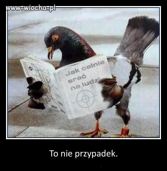 Poradnik dla ptaków