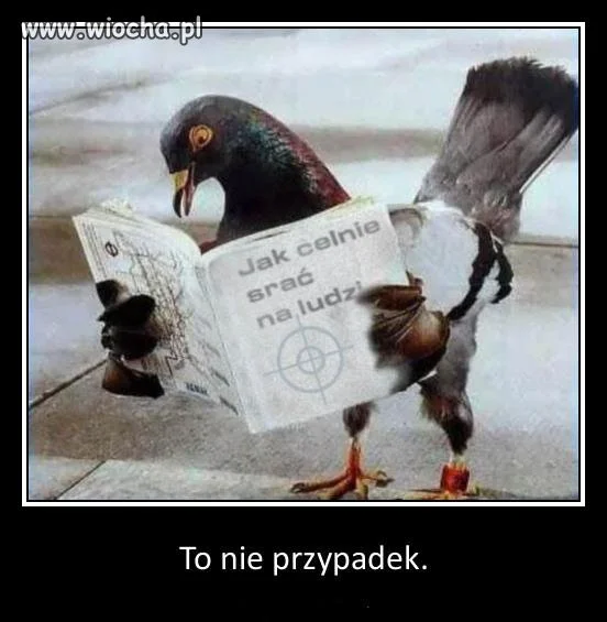 Poradnik dla ptaków