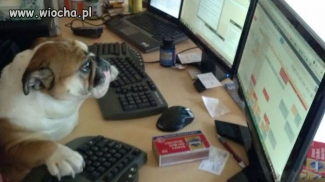 Admin w pracy