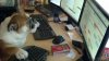 Admin w pracy
