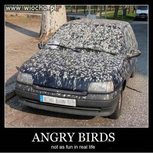Angry Birds