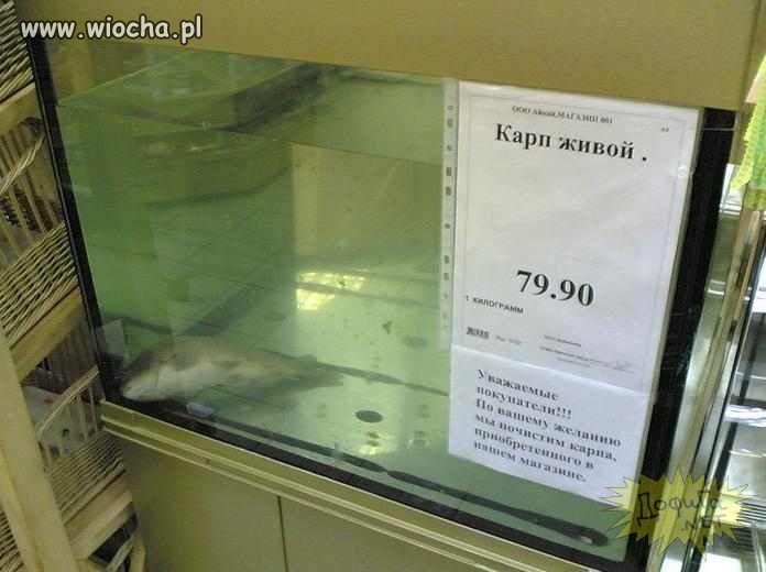 Karp żywy