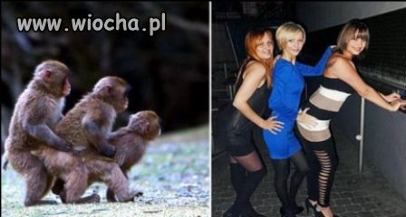 I kto tu kogo naśladuje