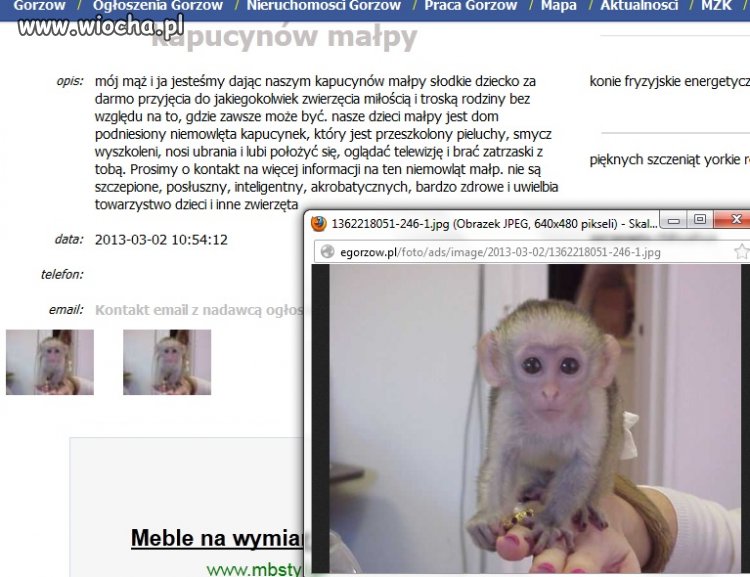 Miłośnik małpek