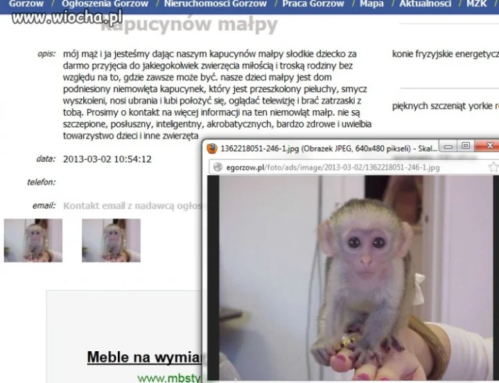 Miłośnik małpek