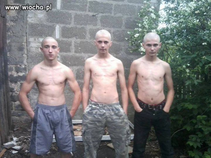GANG DZIKICH WIEPRZY 