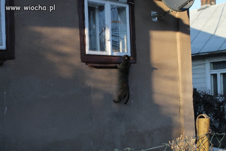 Kot podglądacz