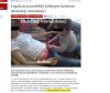 Legalizacja pedofilii