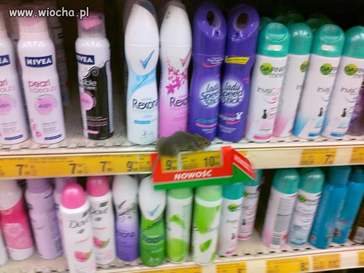 Kup REXONA lub LADY SPEED STICK.