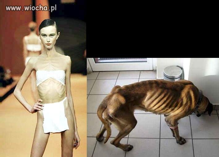 Niewielka granica dzieli modę od bestialstwa.